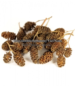 ALDER CONES (Erlenzapfen Cone) – QUẢ THÔNG KHÔ