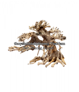 BONSAI MINI TÁN ĐỔ PHẢI QUA TRÁI - TIỂU CẢNH GỖ LŨA