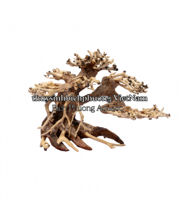 BONSAI MINI TÁN ĐỔ TRÁI QUA PHẢI - TIỂU CẢNH GỖ LŨA