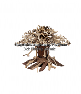 BONSAI MINI TÁN NẤM - TIỂU CẢNH GỖ LŨA