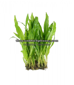 DƯƠNG XỈ JAVA | MICROSORUM PTEROPUS - CÂY THỦY SINH