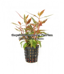 HUYẾT TÂM LAN MINI | ALTERNANTHERA REINECKII - CÂY THỦY SINH 