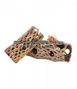LARGE CHOLLA WOOD - LŨA XƯƠNG RỒNG
