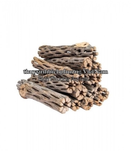 LŨA XƯƠNG RỒNG - CHOLLA WOOD BABY