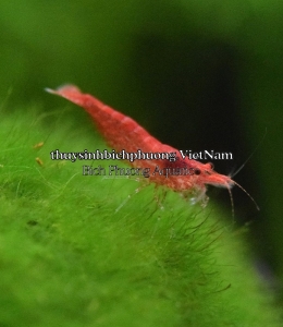 TÉP ĐỎ - SUPER RED CHERY SHRIMP 