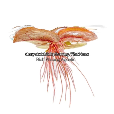 5 NHÁNH BÈO RỄ ĐỎ/ DIỆP HẠ CHÂU - CÂY THỦY SINH