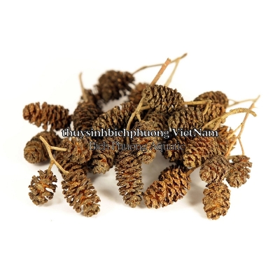 ALDER CONES (Erlenzapfen Cone) – QUẢ THÔNG KHÔ