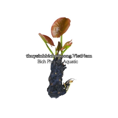 CỦ SEN | CỦ SÚNG THÁI ĐỎ - CÂY THỦY SINH