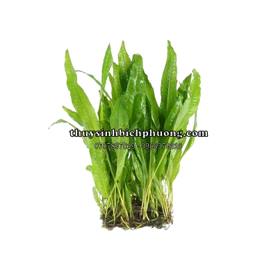 DƯƠNG XỈ JAVA | MICROSORUM PTEROPUS - CÂY THỦY SINH