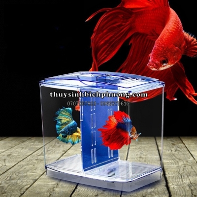 HỒ CÁ MINI BETTA ACRYLIC