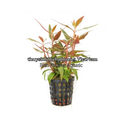 HUYẾT TÂM LAN MINI | ALTERNANTHERA REINECKII - CÂY THỦY SINH 