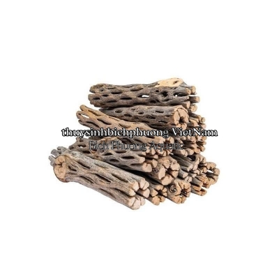 LŨA XƯƠNG RỒNG - CHOLLA WOOD BABY
