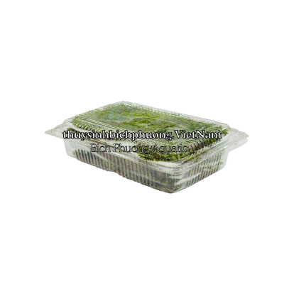 MINI FISSIDEN | MINI FISS MOSS - RÊU TRÃI NỀN MINIFISS 