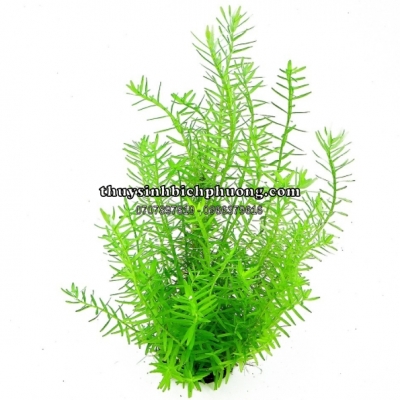 ROTALA GREEN - ME XANH - VẨY ỐC XANH