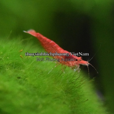 TÉP ĐỎ - SUPER RED CHERY SHRIMP 