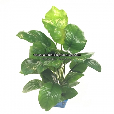 TRẦU BÀ ĐẠI LÁ TIM (Anubias Barteri var. caladiifolia) 